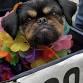 76th St. Johnsbury Pet Parade