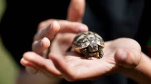 I have a russian tortoise who is mostly loose in my house. A Guide To Caring For Hermann S Tortoises As Pets