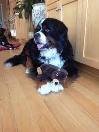 bernese mountain dog bernese dog cute dogs bernese mountain dog