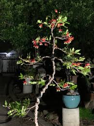 Image result for Ochna ovata