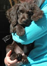 More boykin spaniel puppies / dog breeders and puppies in alabama. 14 Things And Places I Love Ideas Places Boykin Spaniel Spaniel Puppies
