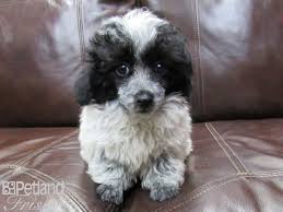 Black poodles are amazing dogs, with a friendly disposition and a ton of love to give. Toy Poodle Dog Male Black And White 2841939 Petland Frisco Tx