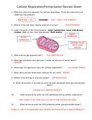 Cellular Respiration Fermentation Review Worksheet Key Cellular Respiration Fermentation Review Sheet 1 Write The Chemical Equation For Course Hero
