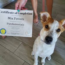 Find over 2 akc s.t.a.r. Congratulations Mia Legend Acres Fundamentals Graduate Akc Star Puppy Puppyclass Dogsofinstagram Puppy Dogtraining Dogs Puppytraining Puppylove
