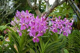 Enter your dates and choose from 21 hotels and other places to stay. Singapore Orchid Garden A Virtual Visit Travel Breathe Repeat