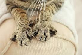 Manusia bisa terjangkit cacing tambang tersebut jika menjalankan kontak secara langsung atau secara fisik pada manusia atau dengan tanah bekas scabies adalah jenis penyakit yang diakibatkan oleh infeksi kutu atau parasit pada kucing dan menyerbu pada bagian permukaan kulitnya. Kenali Bahaya Dan Gejala Infeksi Gigitan Kutu Kucing Pada Manusia Halaman All Kompas Com