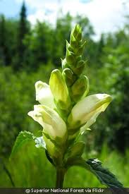 Image result for Blotiella glabra