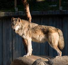 Макензийский равнинный волк