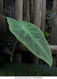 Image result for Remusatia