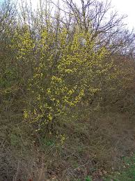 Image result for Cornaceae