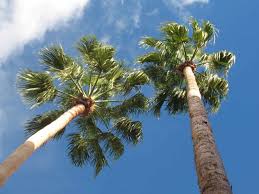 We did not find results for: Palmera Washingtonia Cultivo Cuidados Plagas Y Enfermedades