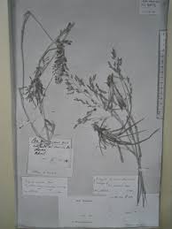 Image result for Eragrostis atrovirens