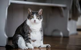 Cat jotun adalah salah satu merek cat terbaik yang tersedia dalam banyak varian. Creating A Weight Reduction Plan For Cats Vca Animal Hospital