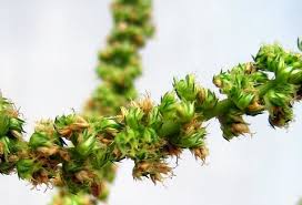 Image result for Amaranthus dubius