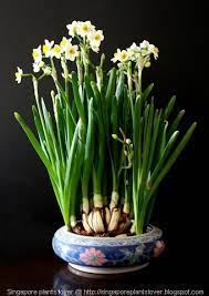 Singapore Plants Lover Mellow Yellow Monday Narcissus