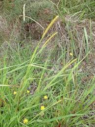 Image result for Setaria pumila