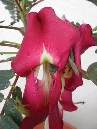 Image result for Sesbania grandiflora