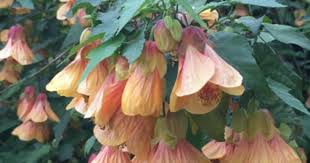 Image result for Abutilon lauraster