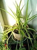 Image result for Chlorophytum stenopetalum