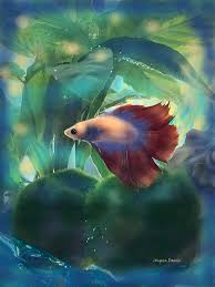Where does betta or fighting fish originate.? In A Betta World Photograph By Angela Davies