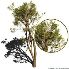 Image result for Acacia xanthophloea