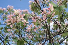 Image result for Bauhinia monandra