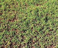 Image result for Sesuvium portulacastrum