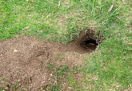 Not only do they possess the ability to devastate your flowerbed and lovely garden in literally no time at all, they also enjoy burrowing under your electrical lines and water pipes causing damage wherever they show up. How To Get Rid Of Gophers