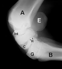 Swipe right for the answers! Carpus Equine Anatomy Radiology Small Animal Hospital Hospital Services Veterinary Health Center College Of Veterinary Medicine