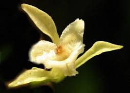 Image result for Corymborkis