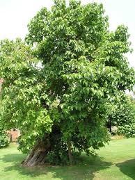Mulberry is the second most common weed tree in new york city. Planting And Caring For Mulberry Trees Mygarden Com