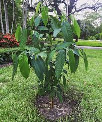 Maybe you would like to learn more about one of these? Tropical Fruit Trees Anyone I Just Planted This Rollinia Deliciosa Aka Biriba South Florida Gardening