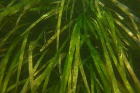 Image result for Zostera capensis