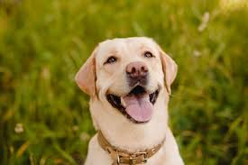 How to keep dogs out of garden without fence. Garden Fencing Ideas To Keep Dogs Out Frisco Lawn Pros