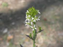 Image result for Turritis glabra