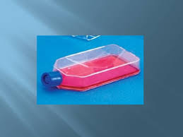 We did not find results for: Animal Tissue Culture Lec 4 Animal Tissue Culture