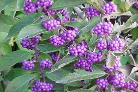 Maybe you would like to learn more about one of these? Beauty Berry Not Just A Weed Insecticide Jams And Native Landscaping Visit Natural North Florida