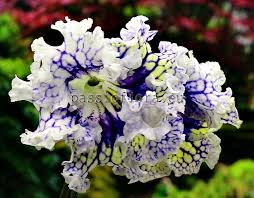 Image result for Streptocarpus kamerunensis