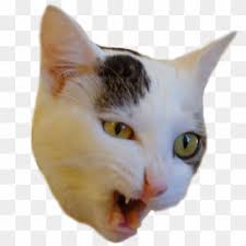 Hills prescription diet metabolic cat food pouches 4 x 12 x 85g. Cat Disgusted At Prospect Of Eating Cat Food Cat Eating Transparent Hd Png Download 1776x1184 4090646 Pngfind