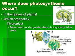 Where there is green, there is photosynthesis. 1 29 3rd Did You Study For This Test Today Go Over Tests Ppt Download