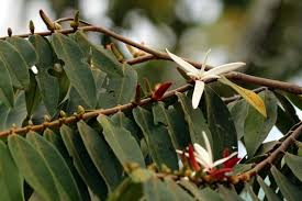 Image result for Xylopia acutiflora