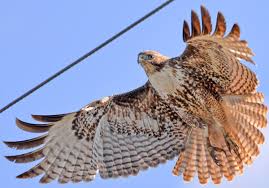 In general, they will only take a new mate, if their original mate perishes. Six Quick Questions To Help You Identify Red Tailed Hawks Audubon