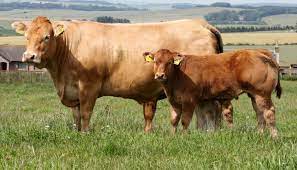 Limousin Cattle Breed Everything You Need To Know