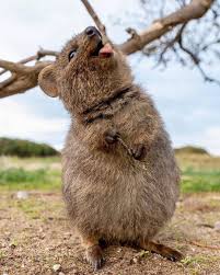 Be Silly Be Fun Be Different Be Crazy Be You Because Life Is Too Short To Be Anything But Happy Photo By Cruzysuzy Cute Animals Animals Happy Animals