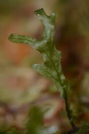 Image result for Didymoglossum