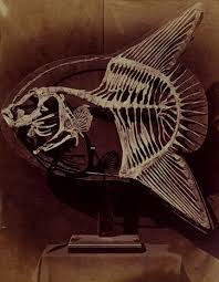 Lewis Carroll 1857 Skeleton Of The Sun Fish Hayvan Iskelet Vahsi Yasam
