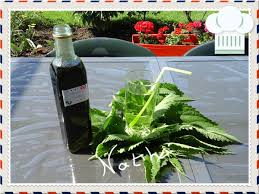 Epingle Sur Recettes Herbes Et Fruits Sauvages