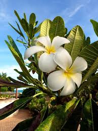 Barbados Frangipani Frangipani Barbados Barbados Travel