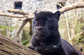 Panther is a large cat found in asia, africa, and the americas. Fragment Namjena Hrapav Lion Tiger Leopard Jaguar Cheetah Panther Puma Herbandedi Org