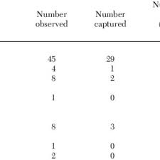 Image result for Pachycarpus appendiculatus